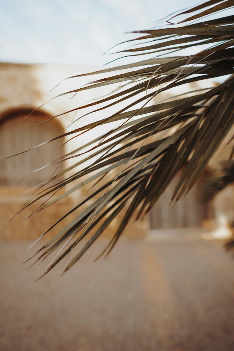 jasmin-ne-ym47_1O9JWk-unsplash